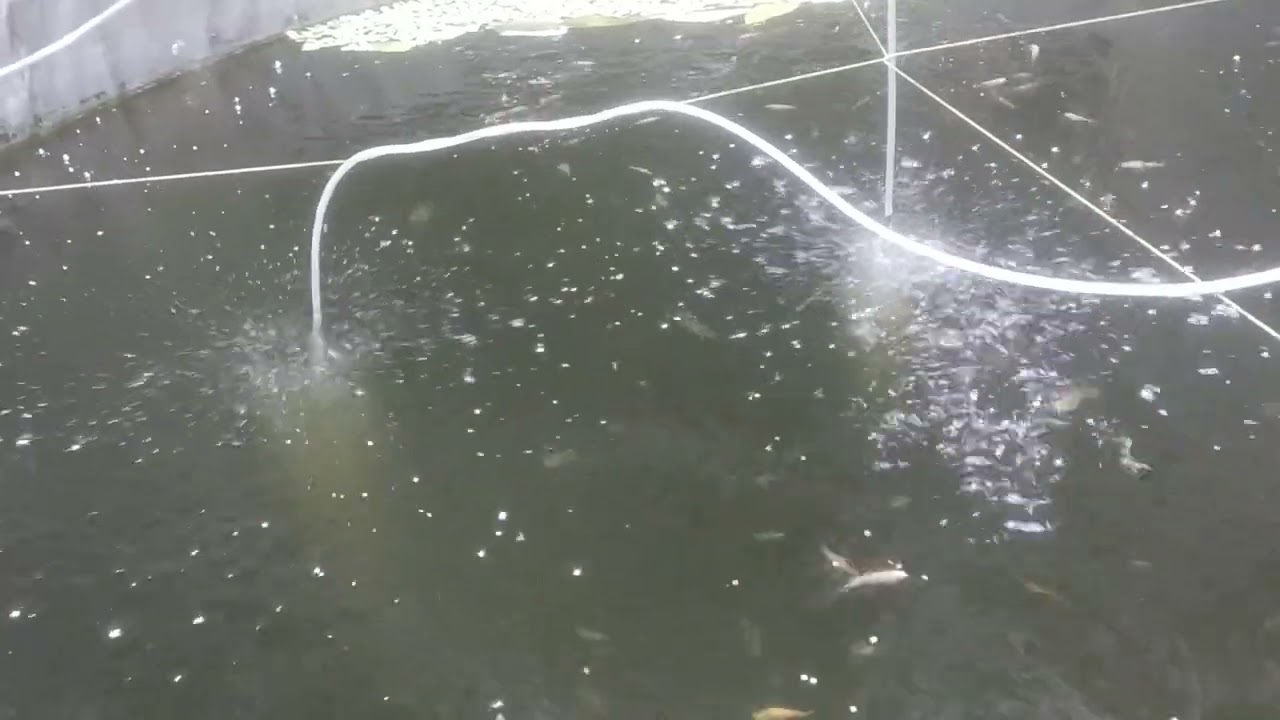 Budidaya ikan & berkebun, di pinggiran kota Bekasi... 
