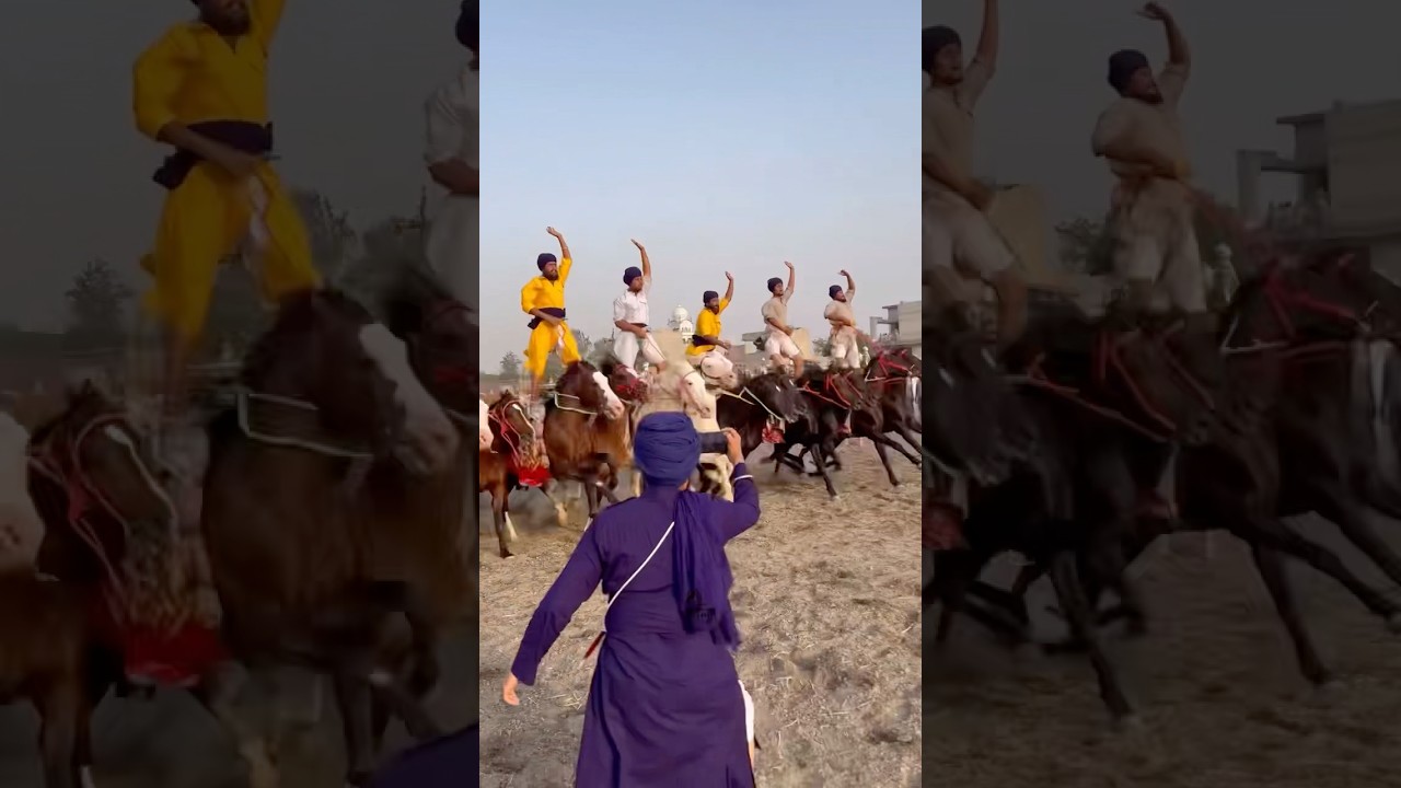 🐎#horsepower#horse#punjabstudfarm#horseracing#horsetrack#ghoda#horsesports#nukra#horseriding#ghoda