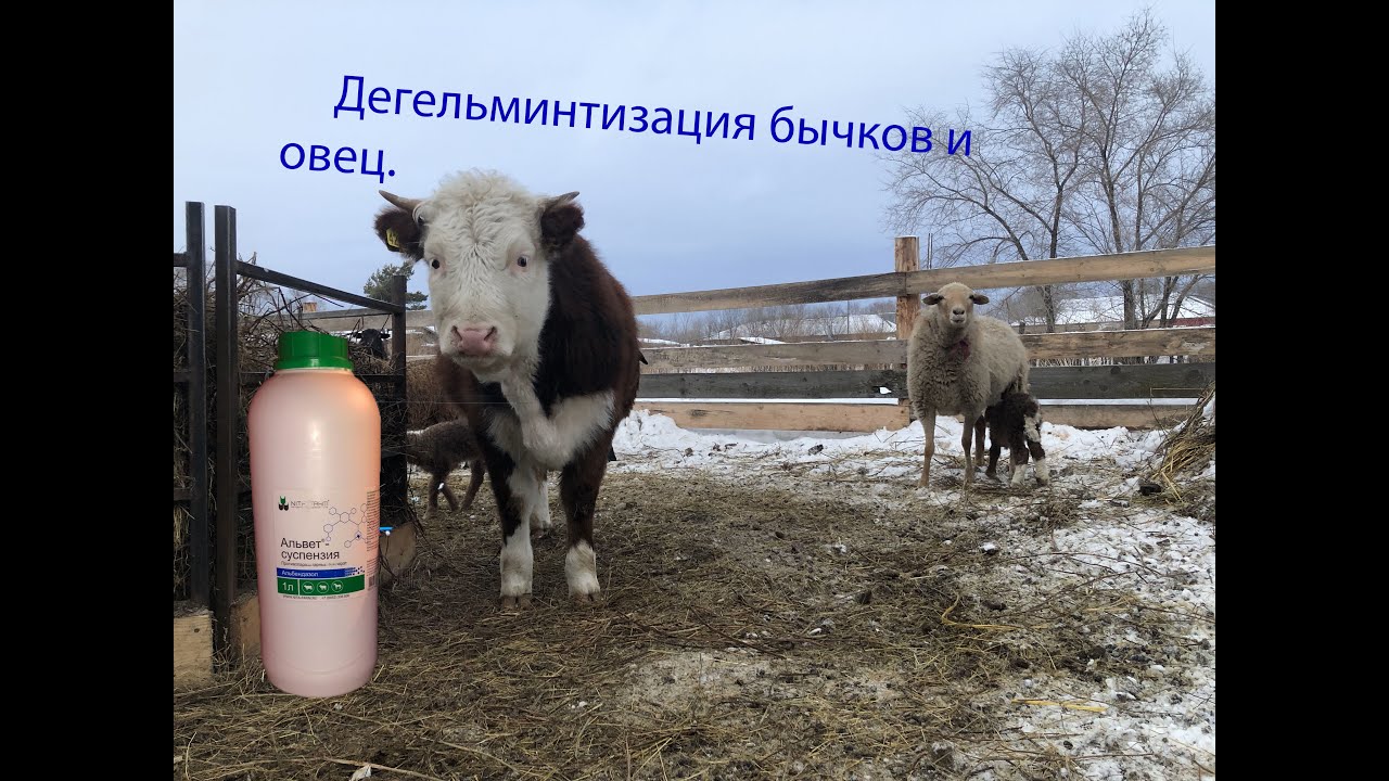 Дегельминтизация в хозяйстве . Крс и мрс обработка .