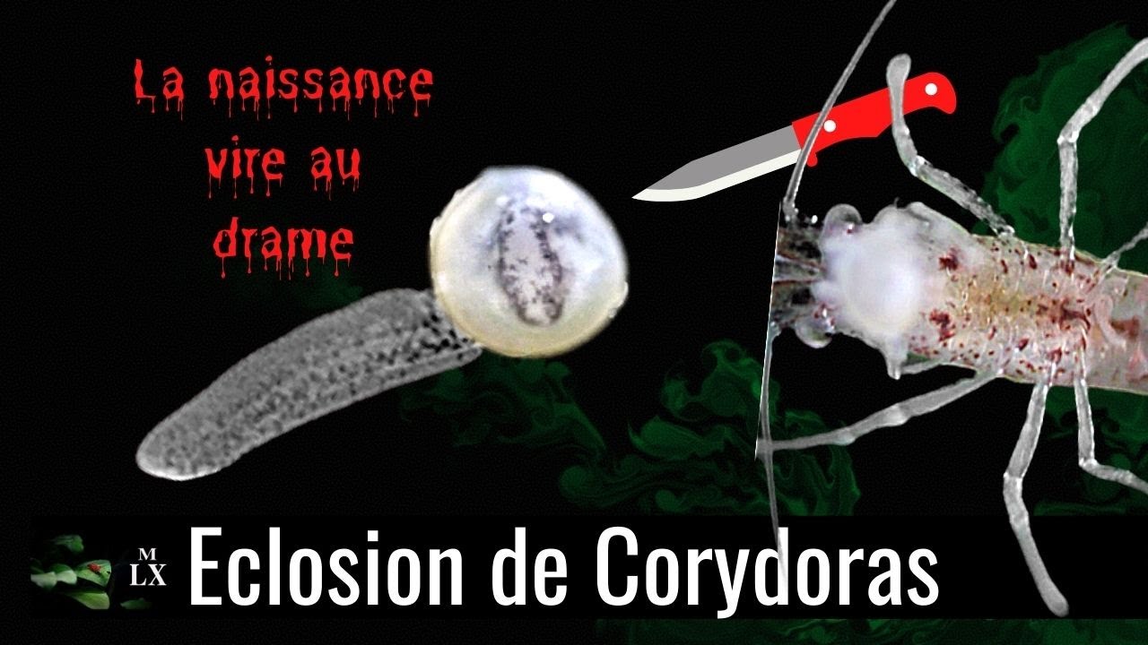 L'ÉCLOSION DU CORYDORAS TOURNE AU DRAME | L'assassin était insoupçonnable