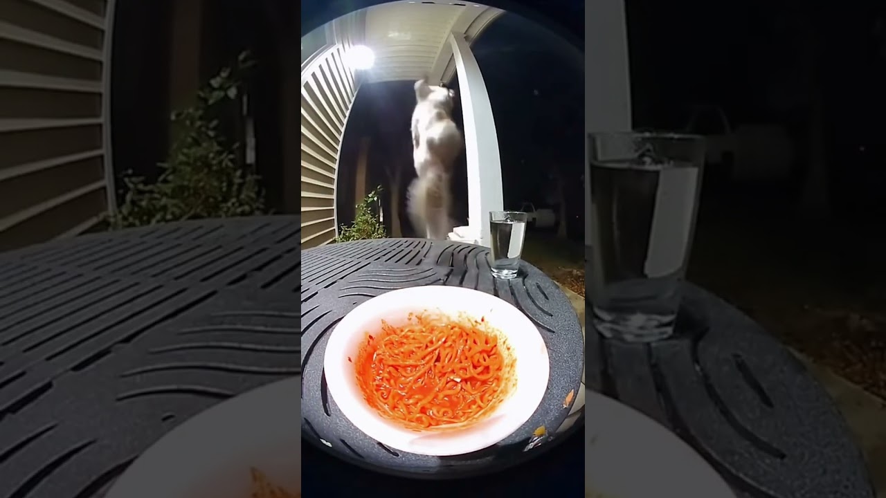 Squirrel Tries Spicy Noodles and Has INSTANT REGRET (Hilarious Reaction)