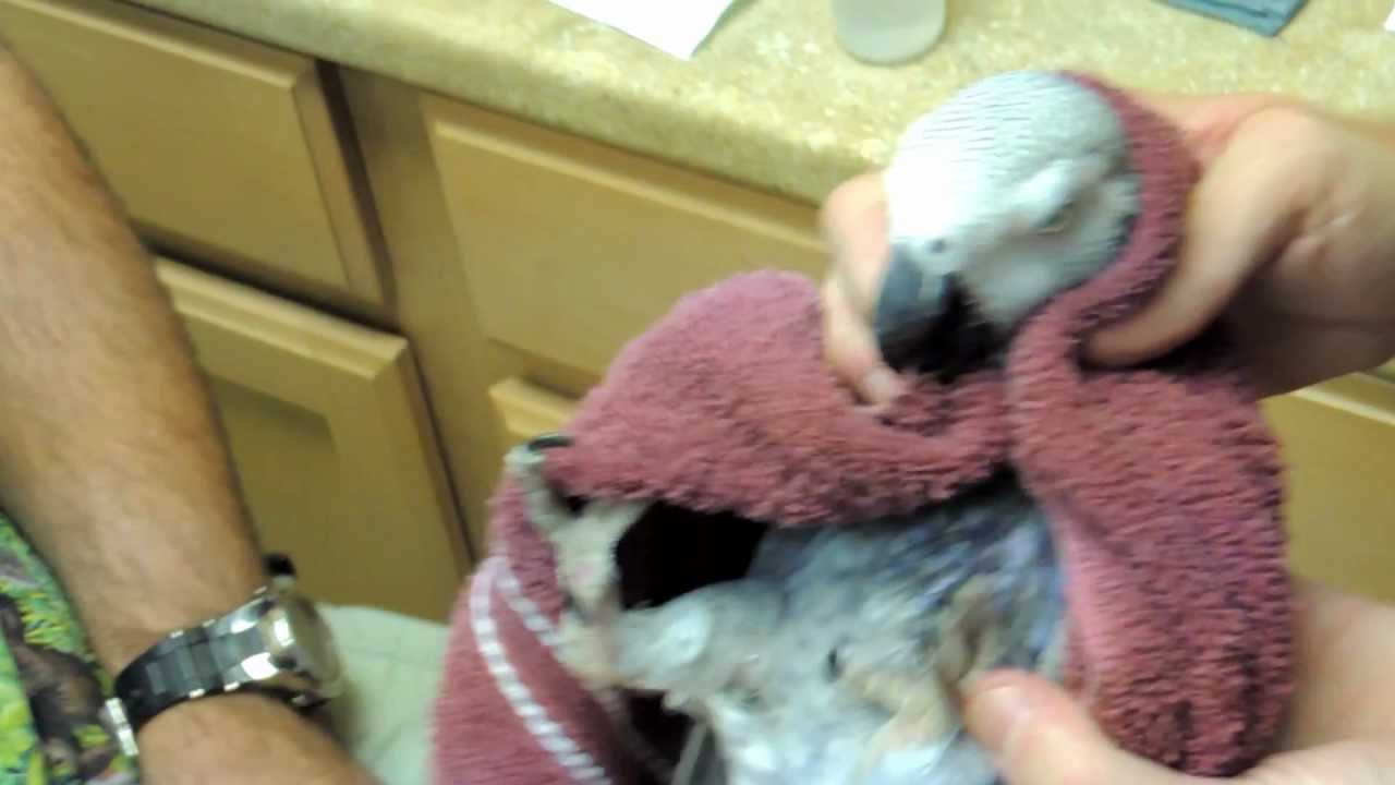 Microchipping 1st African Grey