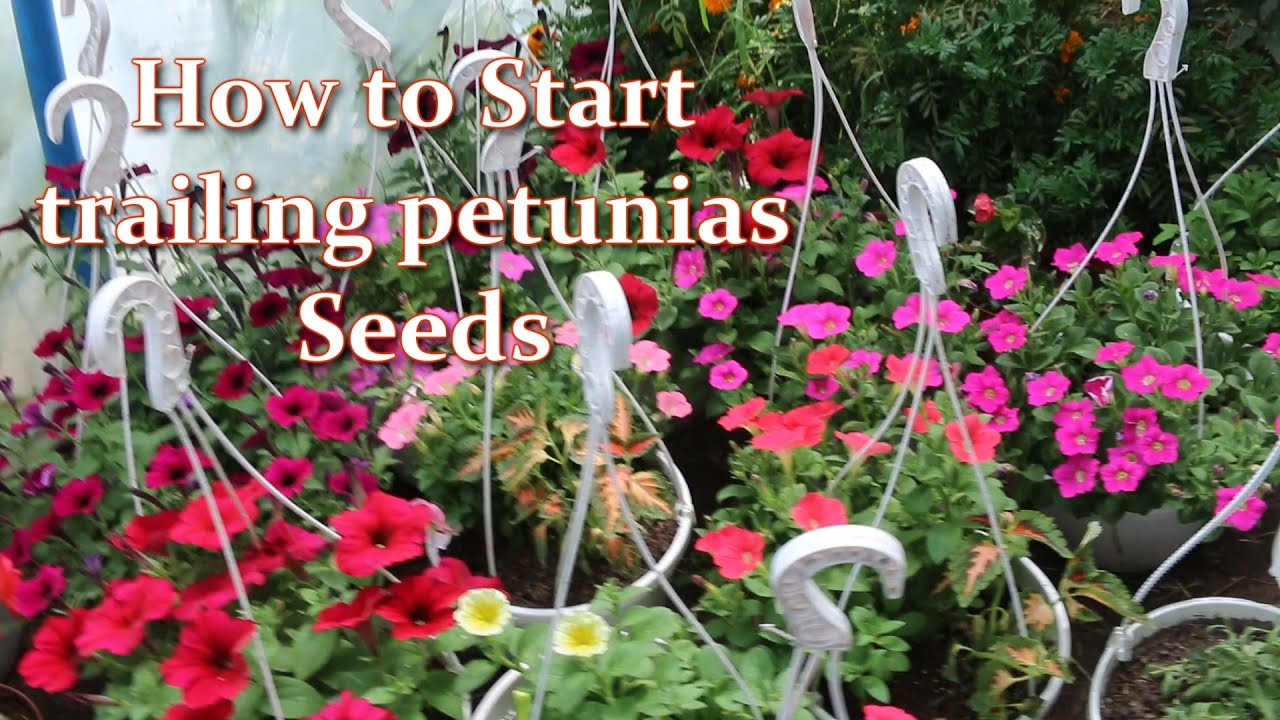 How to start trailing petunias. How I plant trailing petunias / Alexa's Garden