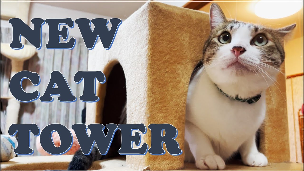 CATs reaction for a BRAND NEW CAT TOWER!!😁