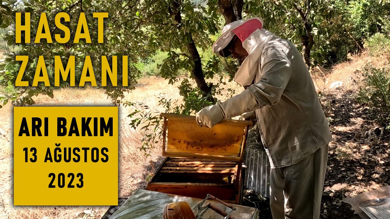 ARI BAKIM 13 Ağustos 2023 (Bal Hasadını Başlattık)