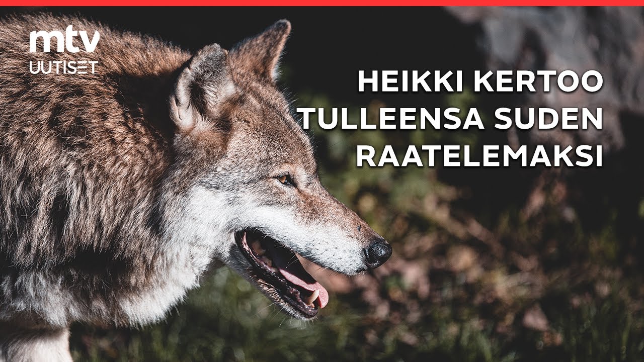 Koiraa ulkoiluttanut Heikki kertoo tulleensa suden raatelemaksi &ndash; muistoksi j&auml;i iso haava k&auml;teen