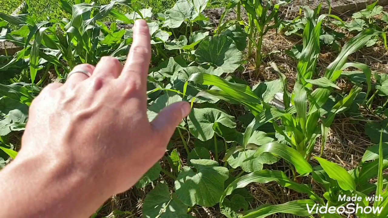 Comment &eacute;volue ma milpa (ma&iuml;s, courges, haricots) + vid&eacute;o myst&egrave;re de mon invit&eacute; pour live de samedi