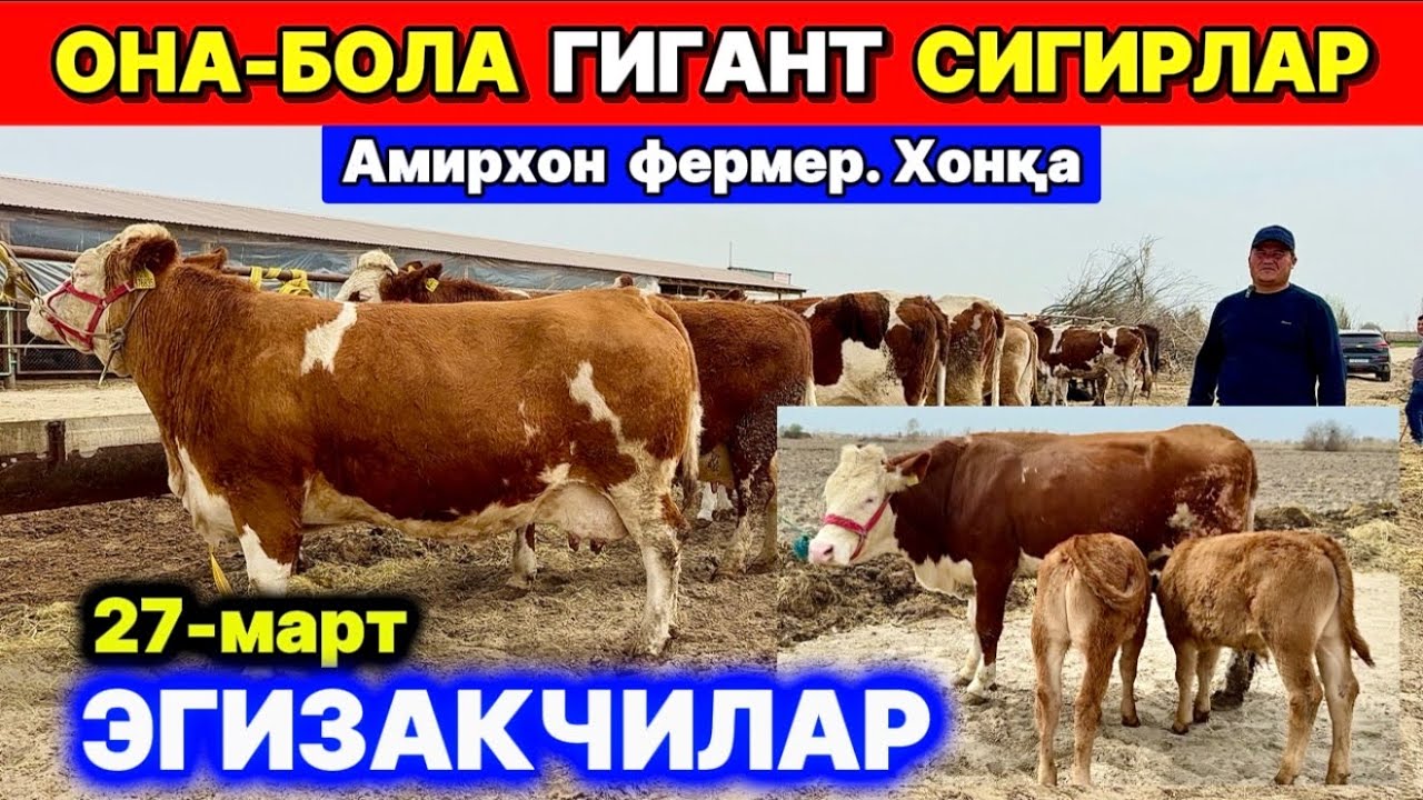 СИММЕНТАЛ ЭГИЗАКЧИ ЗОТДОР СИГИРЛАР АМИРХОН ХОНҚА  27-марта 2026 г.