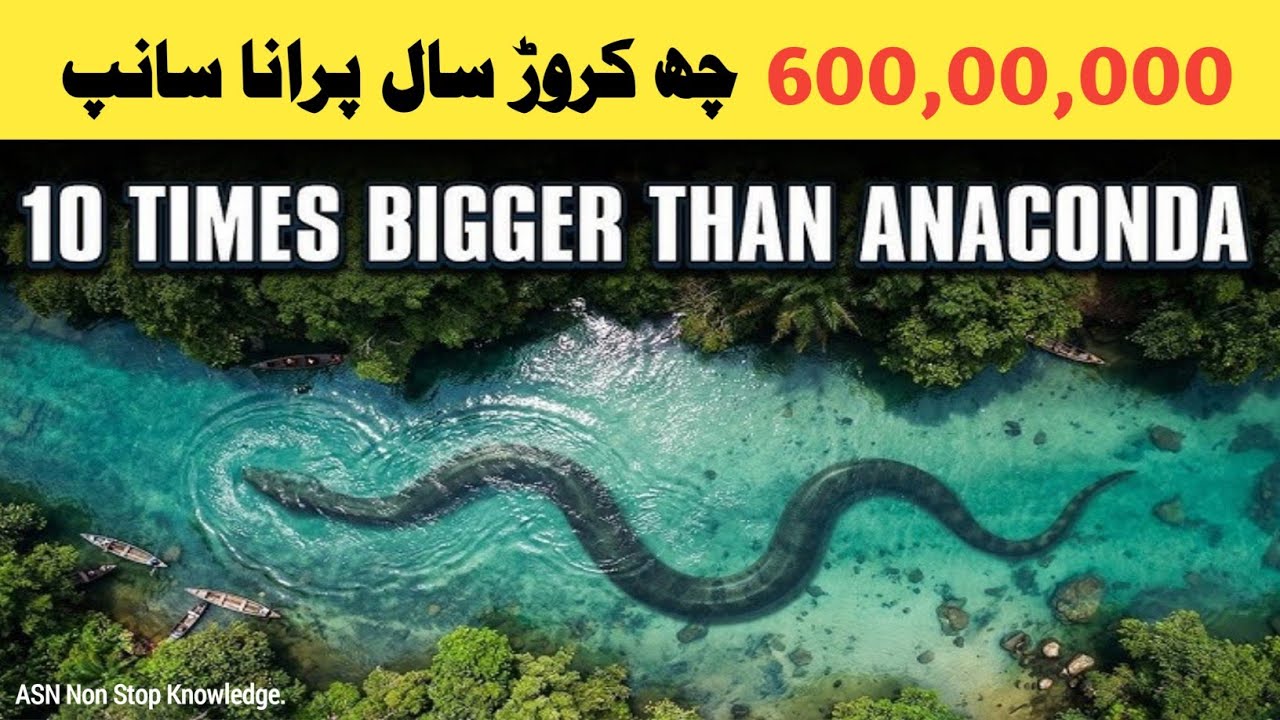 Titanoboa: The Largest Snake Ever Lived on Earth | Ancient Giant Snake Documentary