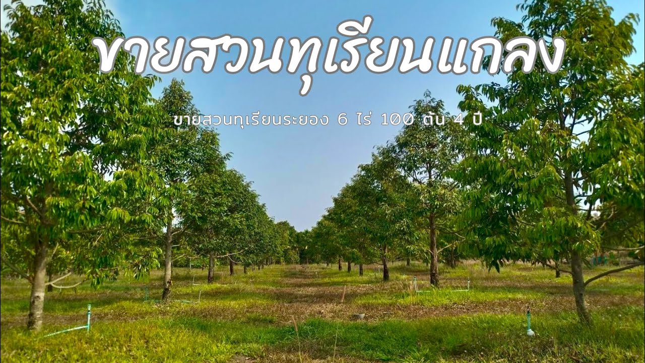 EP796.ขายสวนทุเรียนราคาถูก 8.5 แสน/ไร่ 4 ปี 100 ต้น 6 ไร่ แกลง ระยอง สนใจโทร 0981473498-0887902134