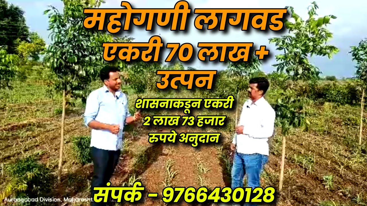 महोगणी लागवड | Mahogany Lagwad | एकरी 70 लाख + उत्पन्न | शासनाकडून एकरी 2 लाख 73 हजार रुपये अनुदान