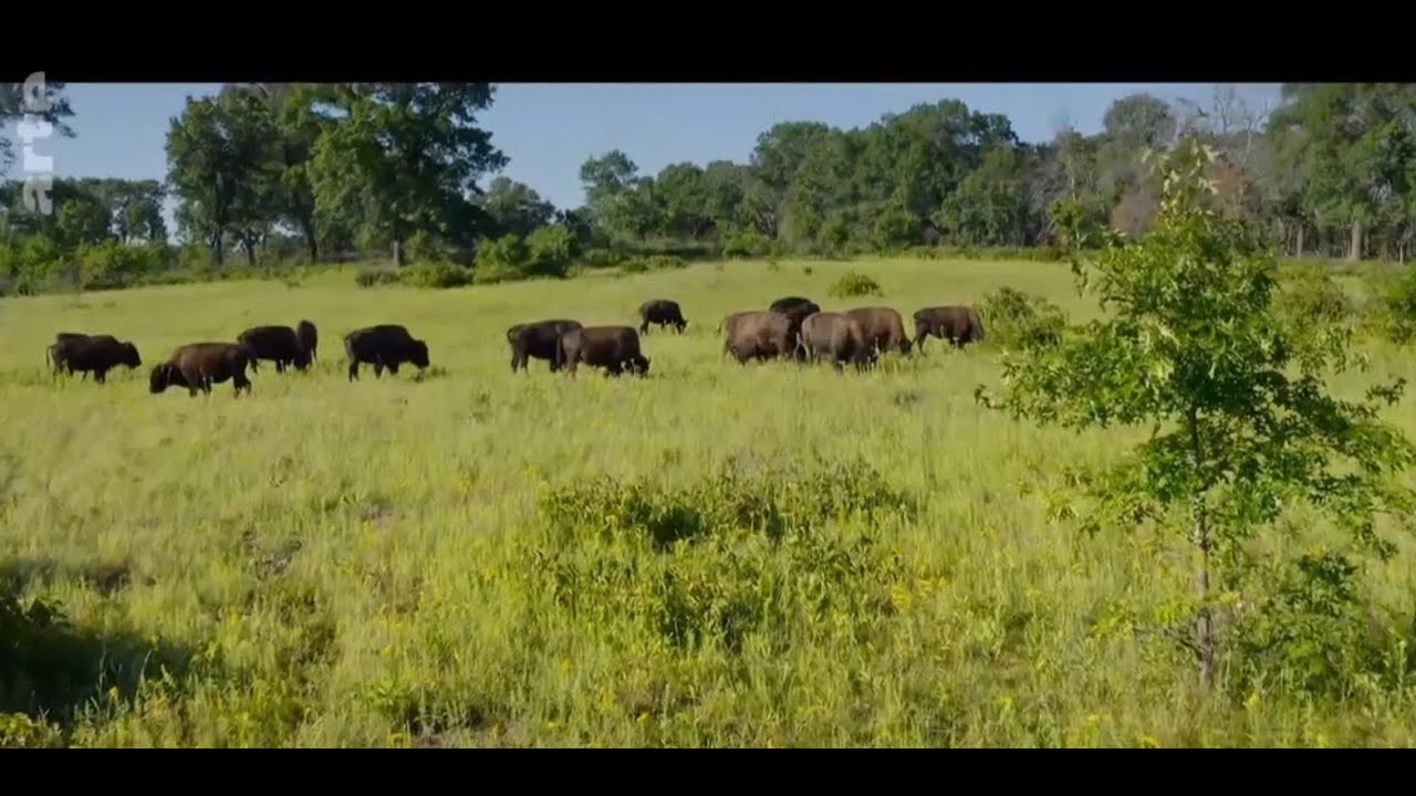 Esp&egrave;ces en voie d'adaptation : Les prairies Arte 2024 01 &eacute;pisode 5