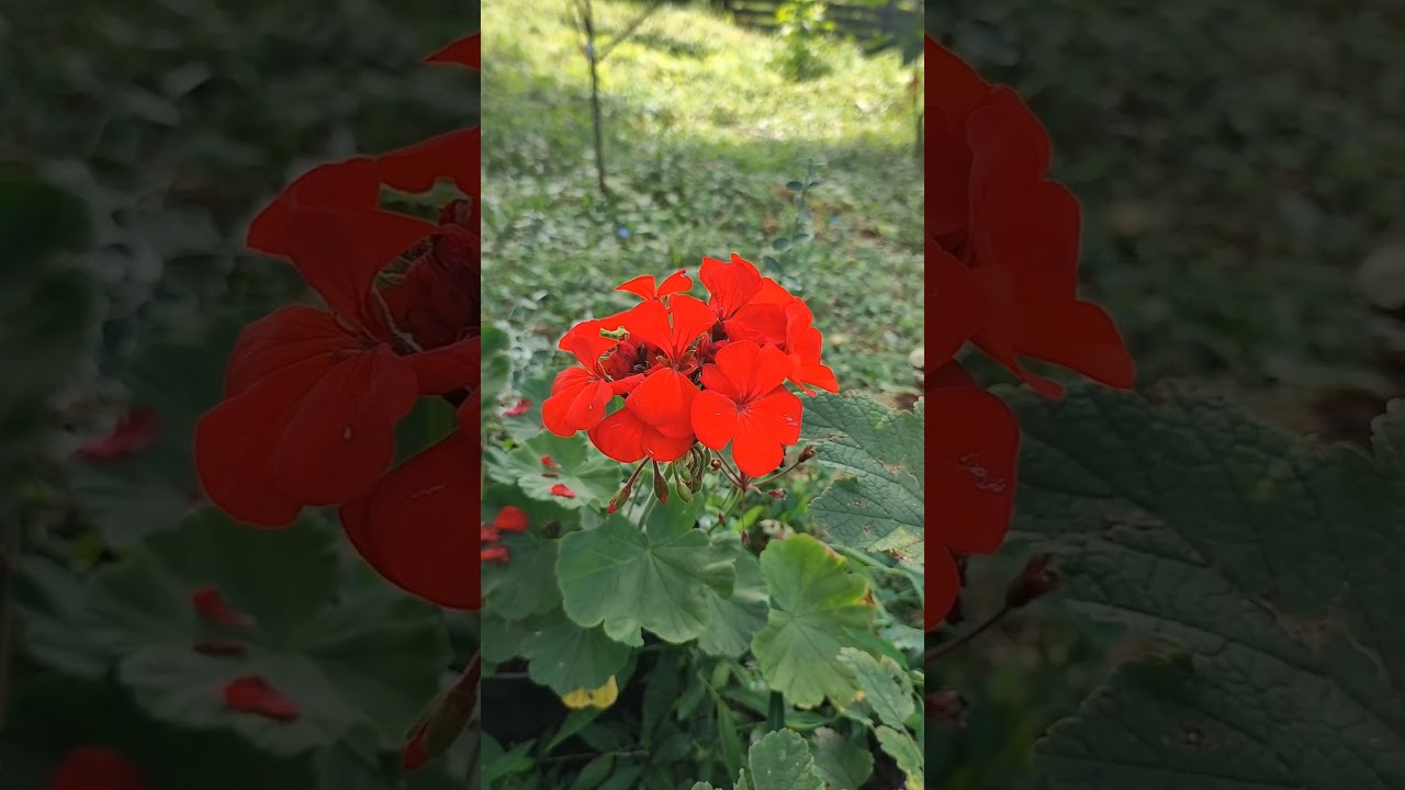 Концепция загородной жизни. #nature #peace