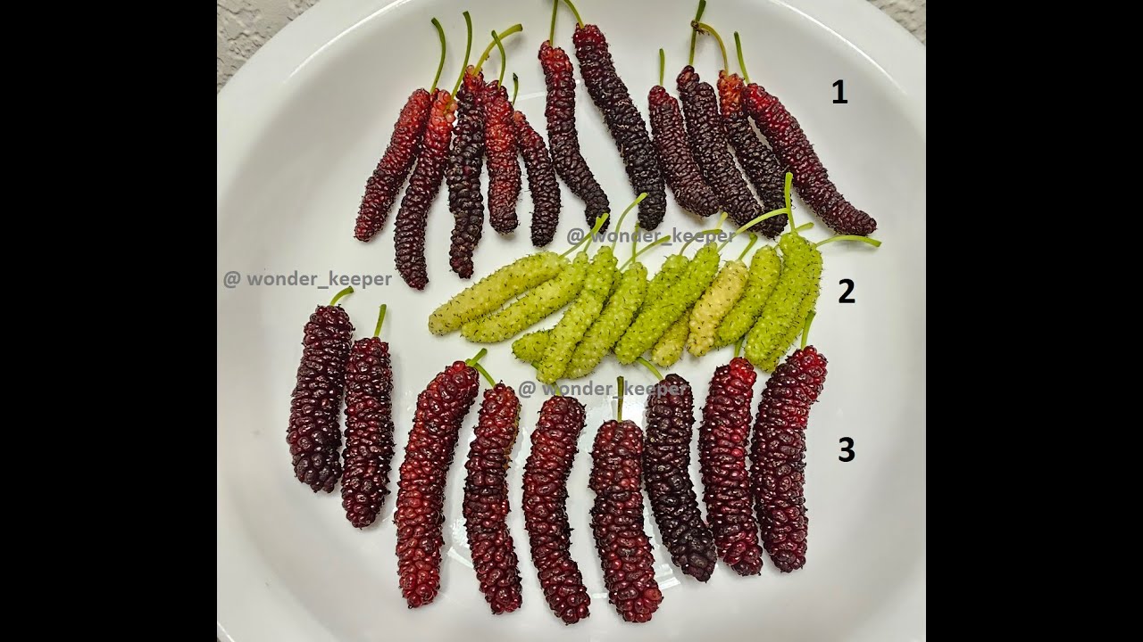 Best Popular Mulberry Varieties