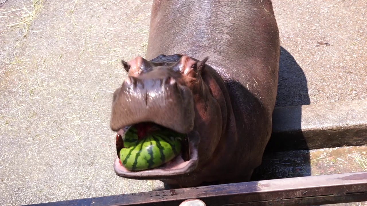 カバのばくばくスイカ(hippo chew watermelon)