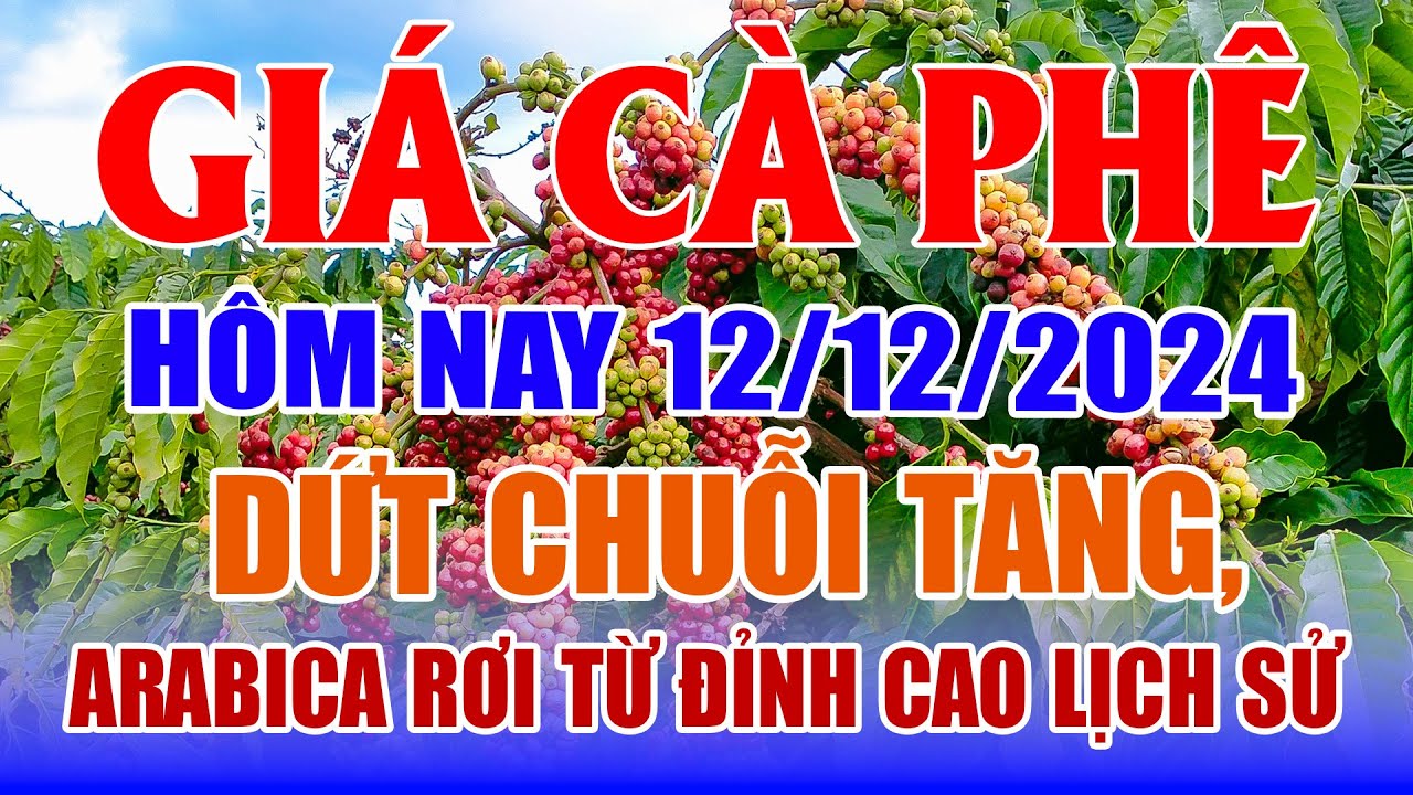 Giá cà phê hôm nay 12/12: dứt chuỗi tăng, Arabica rơi từ đỉnh cao lịch sử