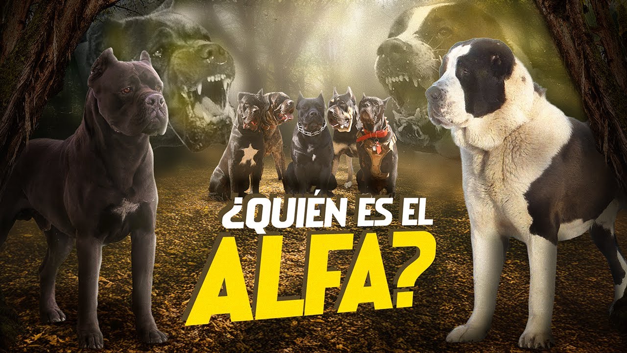 ALABAI interrumpe una reunión de CANE CORSO...nadie lo esperaba y NO se dejó INTIMIDAR