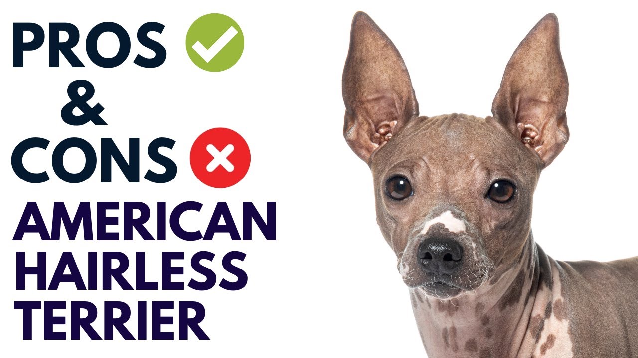 American Hairless Terrier Dog Pros and Cons | American Hairless Terrier Advantages and Disadvantages