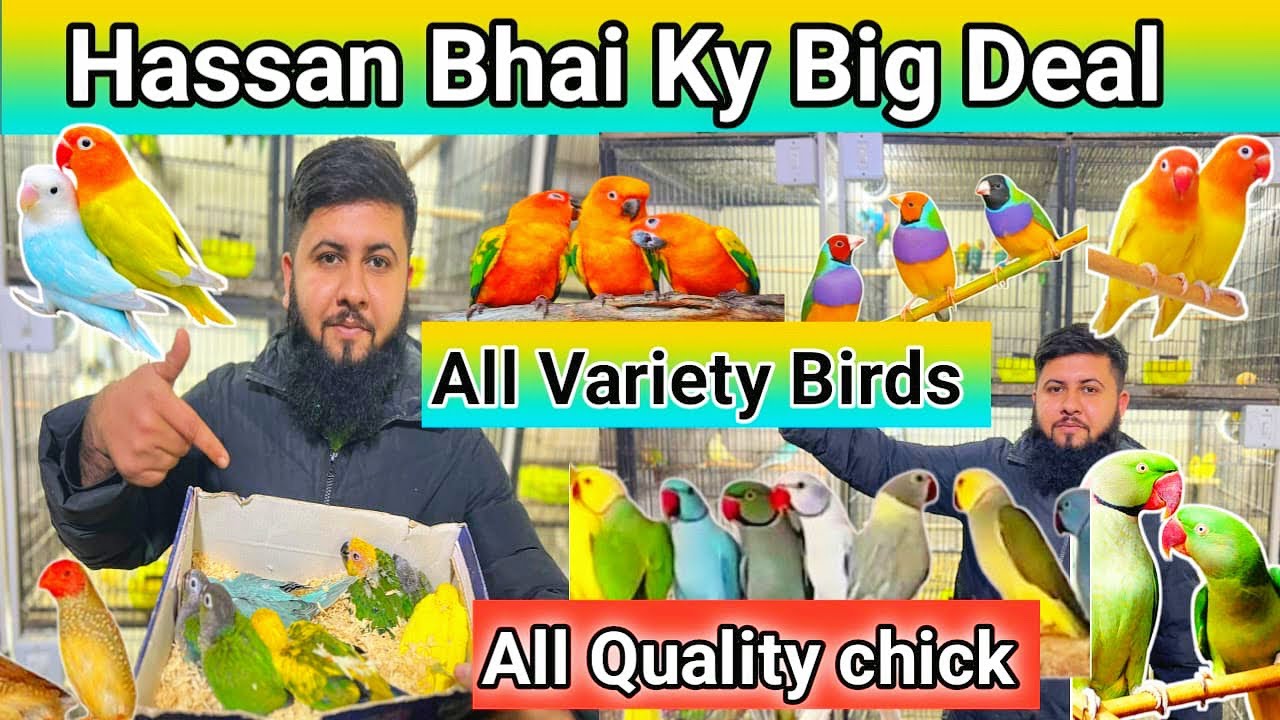 Hassan Bhai Ky Big Birds or Chicks ky Big Offer 😍ll Canal Birds market Updata 🥰