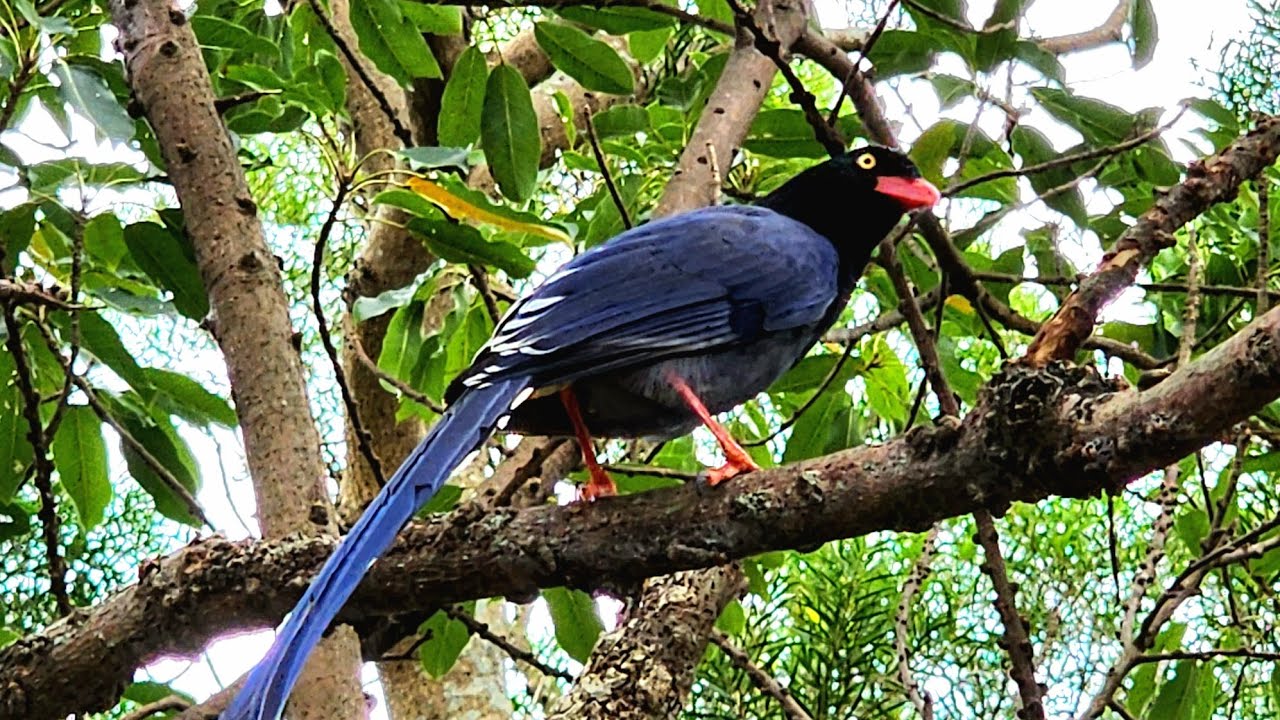 劍潭山親山步道－台灣藍鵲｜Jiantanshan Hiking Trail - Formosan Blue Magpie