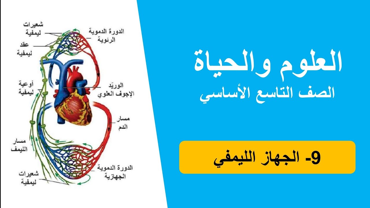 9- الجهاز الليمفي | علوم تاسع | المنهاج الفلسطيني 