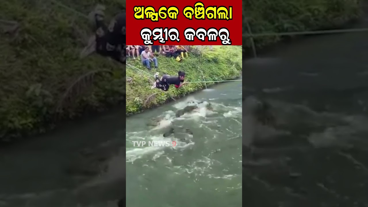 କୁମ୍ଭୀର କବଳରୁ ଅଳ୍ପକେ ବଞ୍ଚିଗଲେ!  Crocodile l Animal l Life l Viral Shorts l Tvpnews9