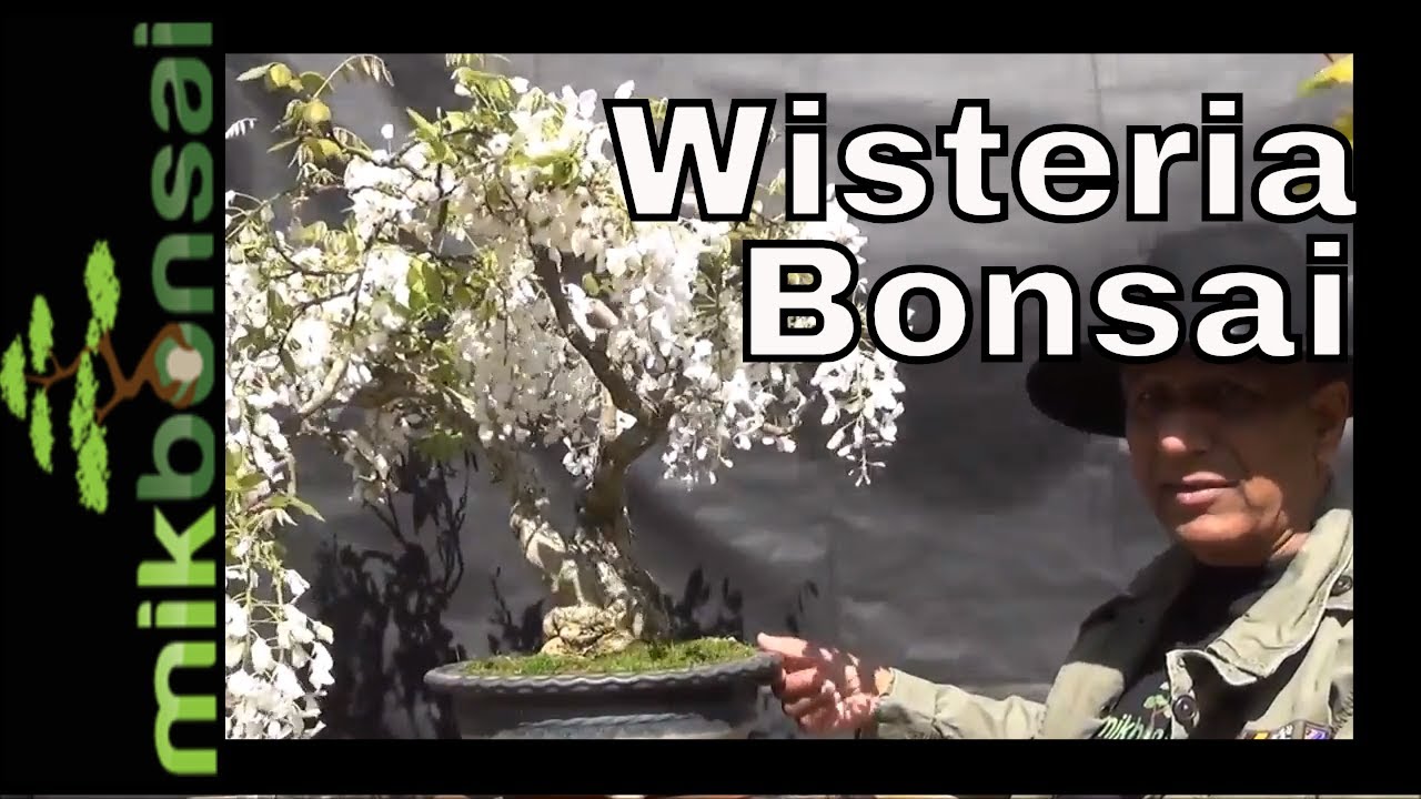 Japanese  Wisteria bonsai update Part 2