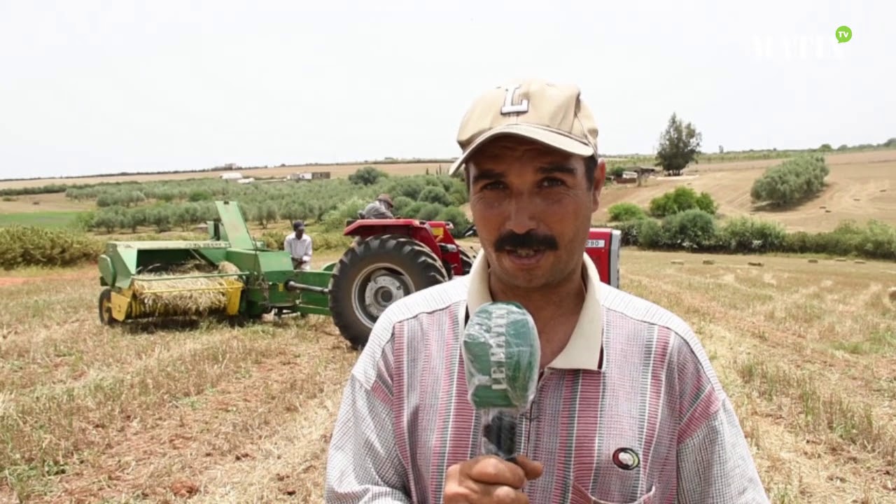 Moulay Driss Aghbal : Les agriculteurs tirent la sonnette d'alarme en raison de la faible r&eacute;colte