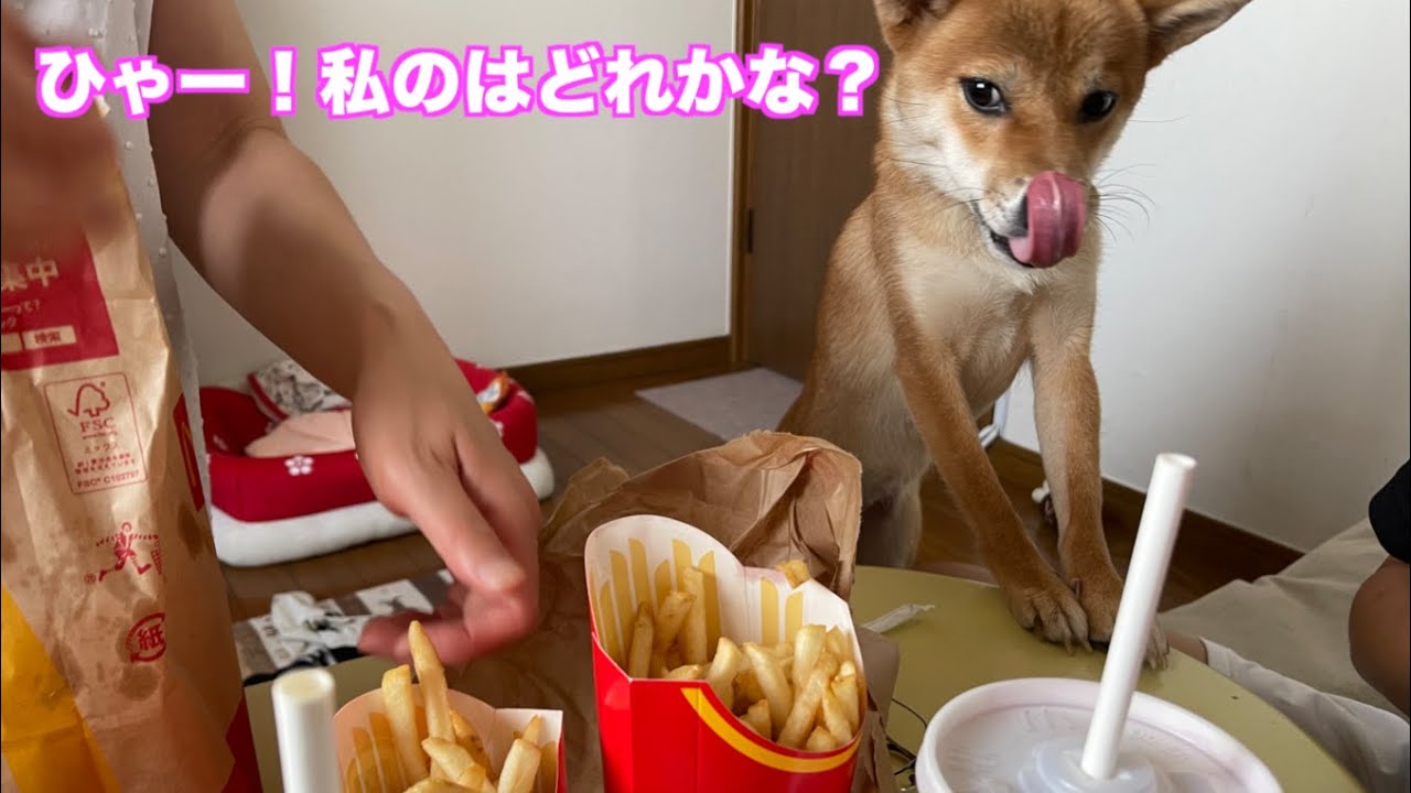 柴犬小夏　美味しいやつには目がない