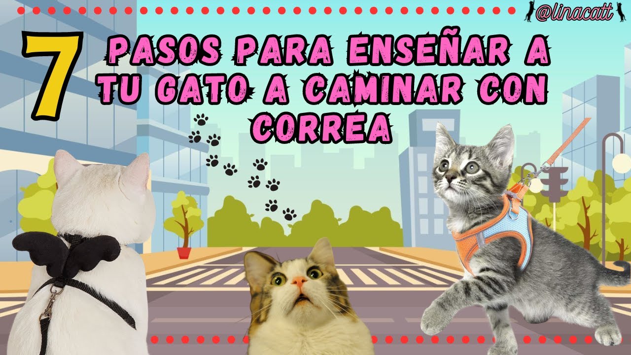 7 PASOS PARA ENSEÑAR A TU GATO A CAMINAR CON CORREA O ARNÉS