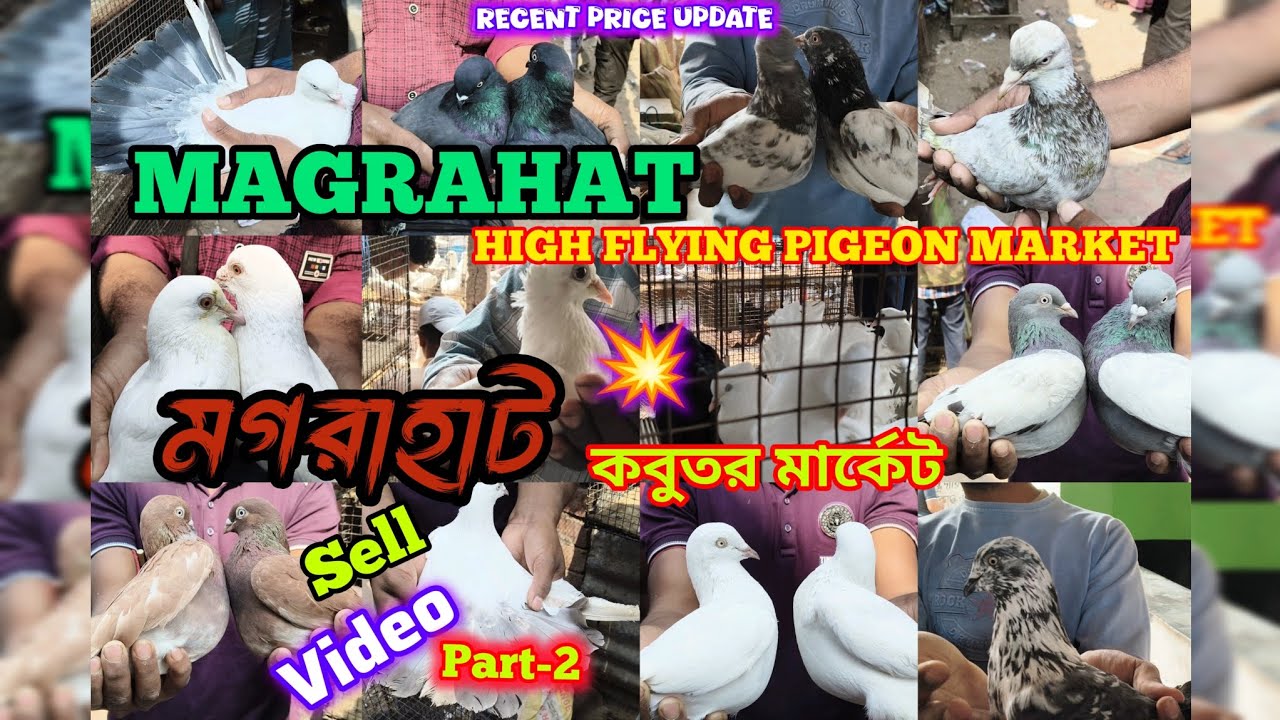 মগরাহাট মানে দূর্দান্ত কালেকশন🔥কামাগার, কালা সবুজ, কাল দুমা, Magrahat High Flying Pigeon Market 