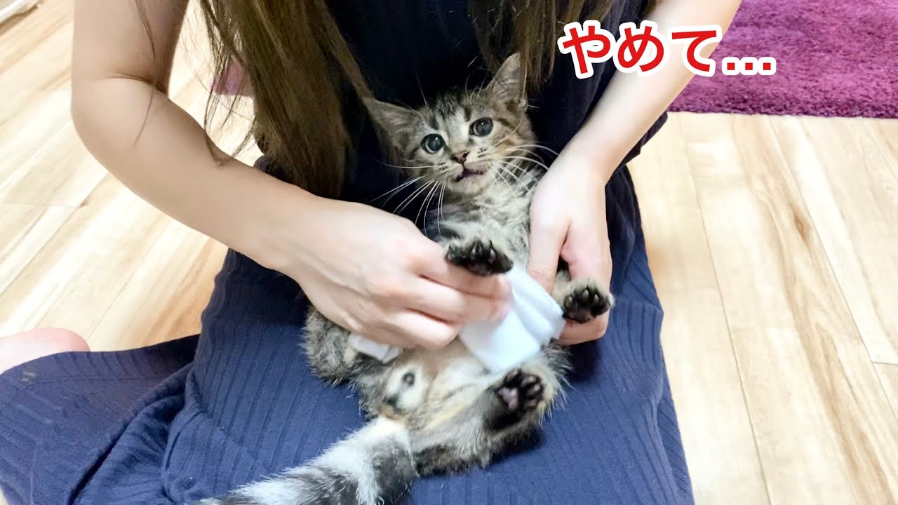 おしっこが身体にかかってしまい強制的に全身を拭かれてしまった子猫ｗ