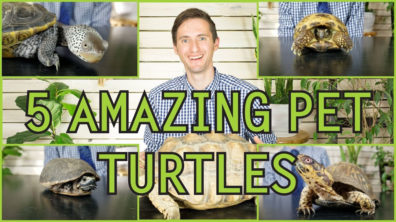 Five of the Best Pet Turtles You Could Possibly Get!