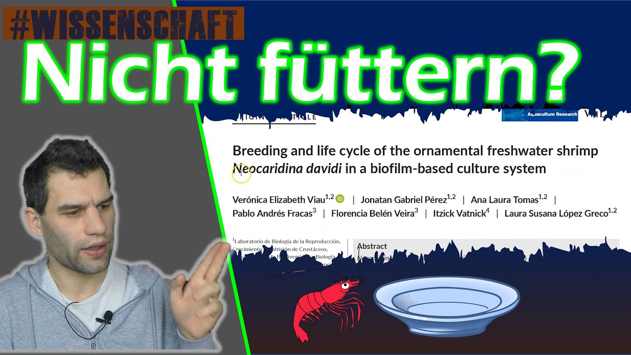 Zwerggarnelen ohne Futter? Nur Biofilm zum fressen? #Wissenschaft
