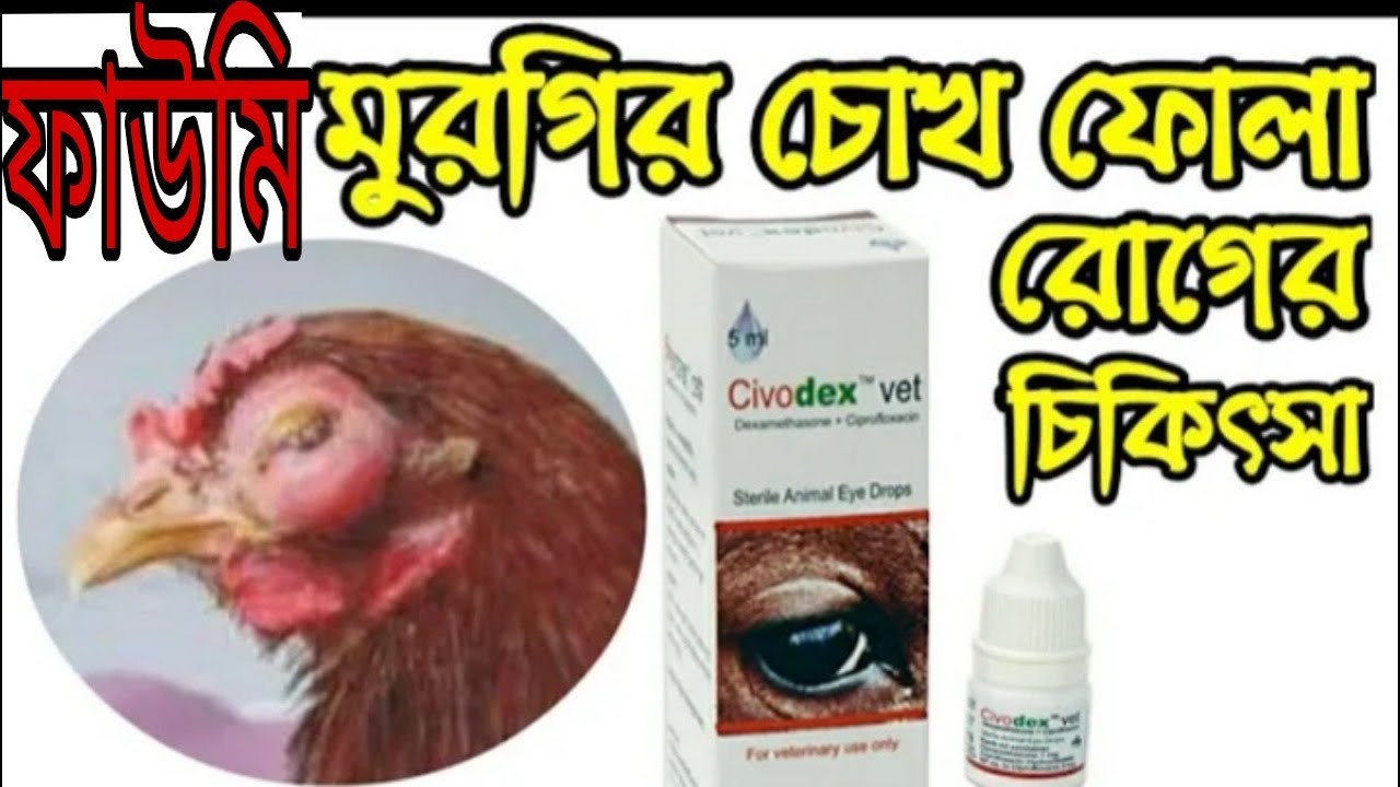 ফাউমি মুরগির চোখ ফোলা রোগের চিকিৎসা