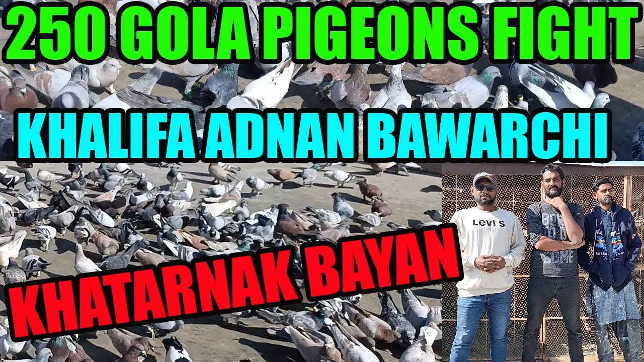 250 Gola Pigeons Fight Loft Khalifa Adnan Bawarchi Bhai Kabooter Larrayya Ka Diya Khatarnak Bayan
