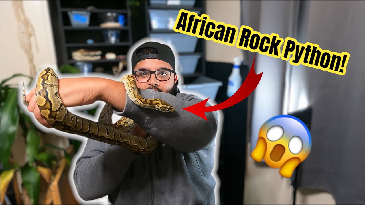 Handling Africa’s Largest Snake the African Rock Python | Free Roaming Giant Aldabra Tortoise