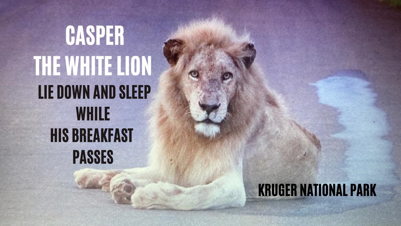 CASPER THE WHITE LION SLEEPING