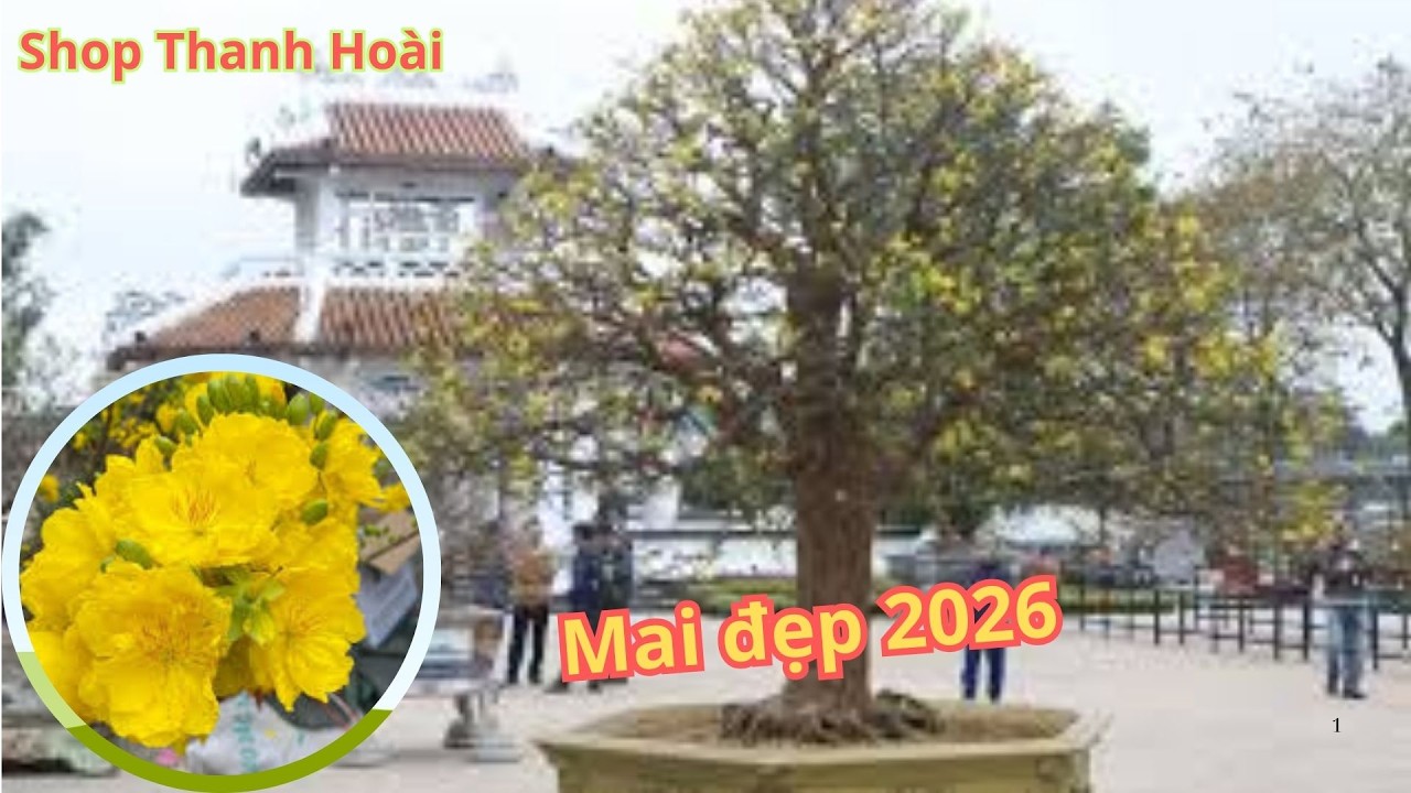 Mai đẹp 2026