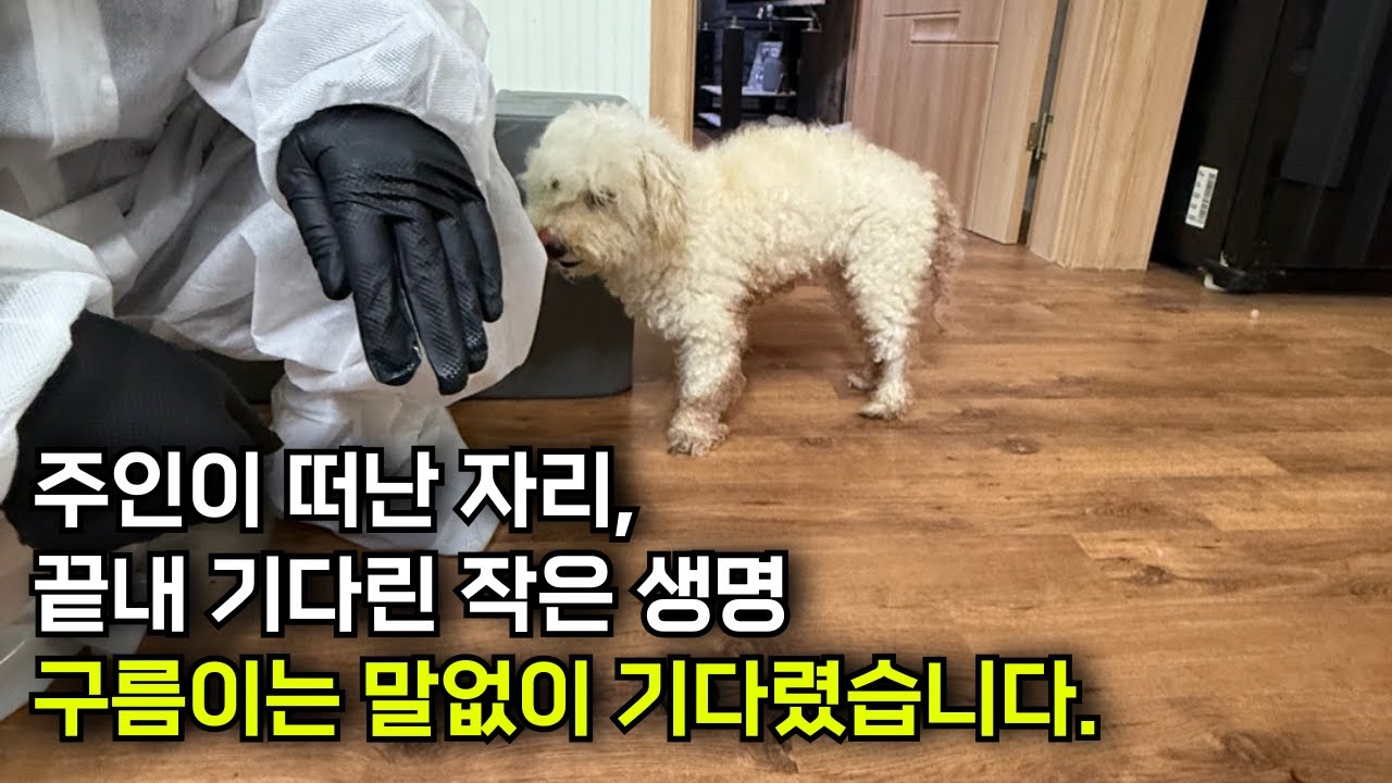 고독사 현장, 구름이는 말없이 기다렸습니다.│열정의청년들