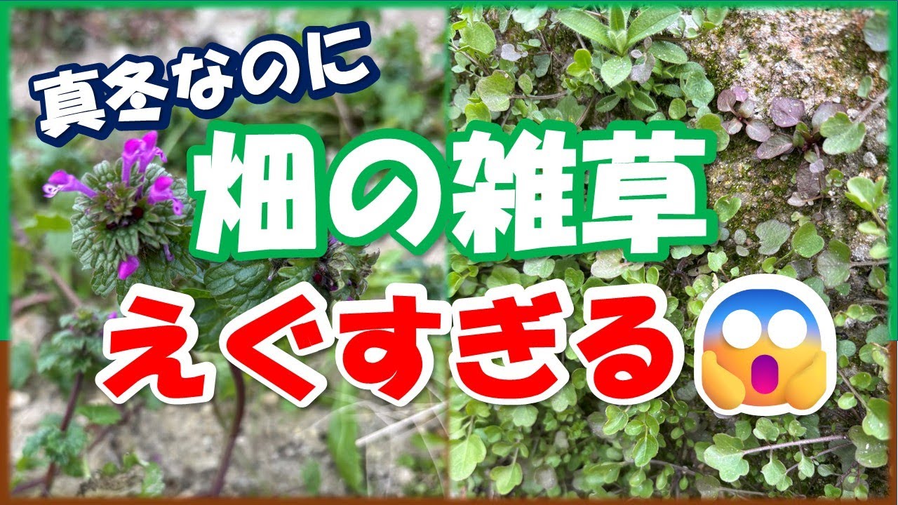 真冬の畑でも雑草は止まらない！畑ごとに勢いを比べてみた