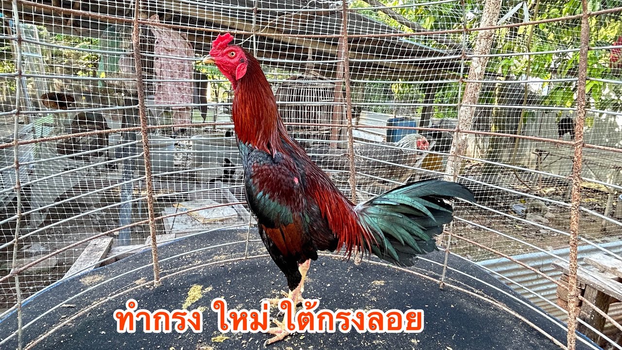 ทำกรงไก่ใหม่ครับ ไว้ชำไก่ วัย 5-6 เดือน