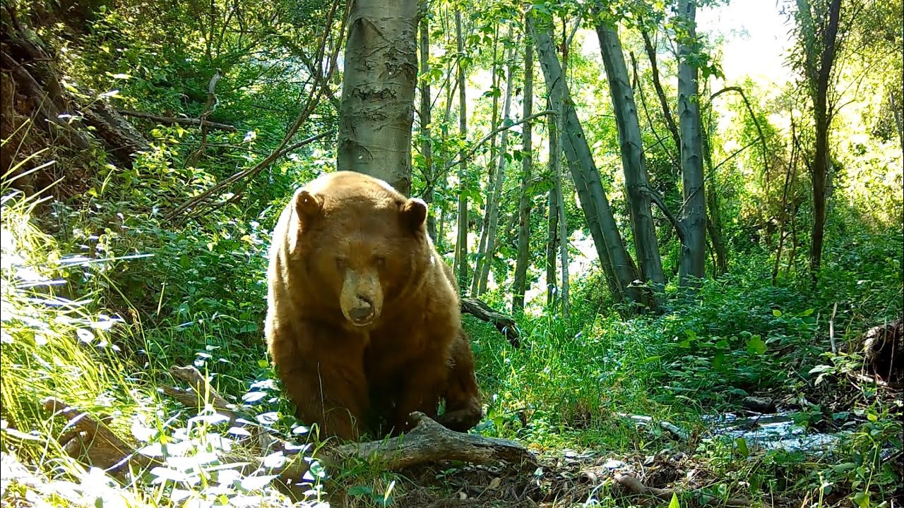 A Day In The Life Of Wilford The Bear