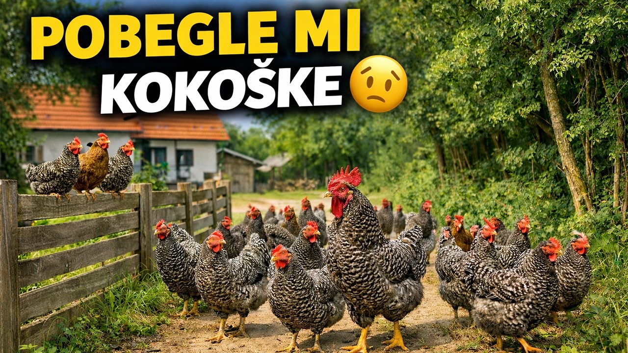 Pobegle mi sve kokoške! A evo gde sam ih našao 😳