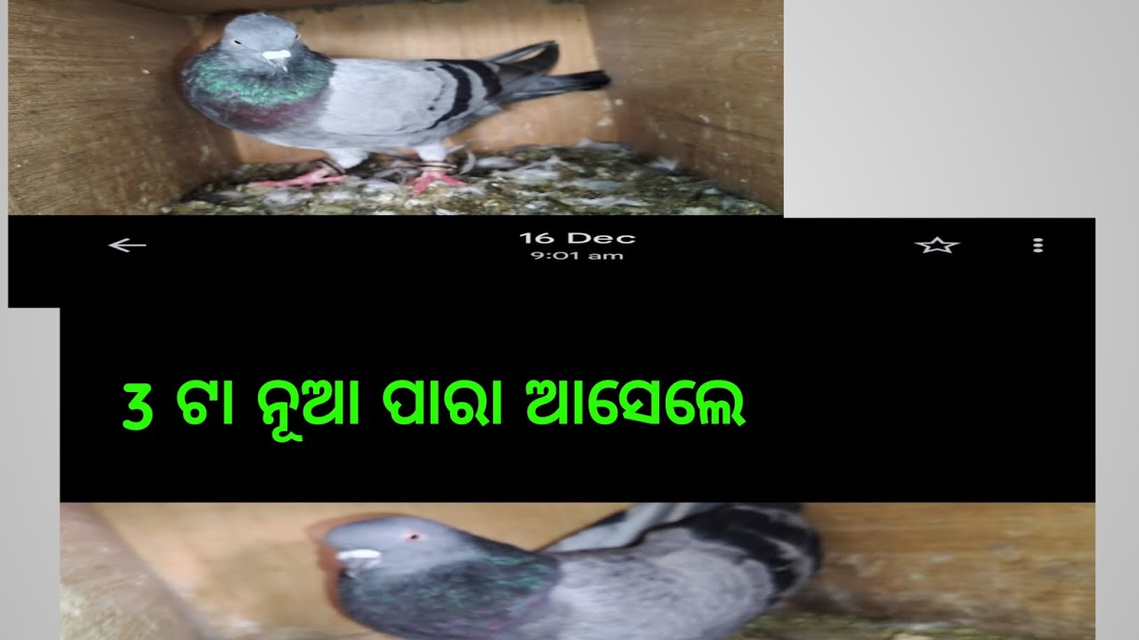 4ଟା ପାରା sell ଆଊ 3ଟା ନୂଆ ପାରା ଆସେଲେ 