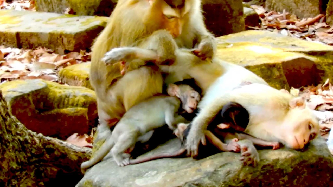 Unbelievable! Monkey Rose Always Shows Kindness to Brindy and Brianna&rsquo;s Family