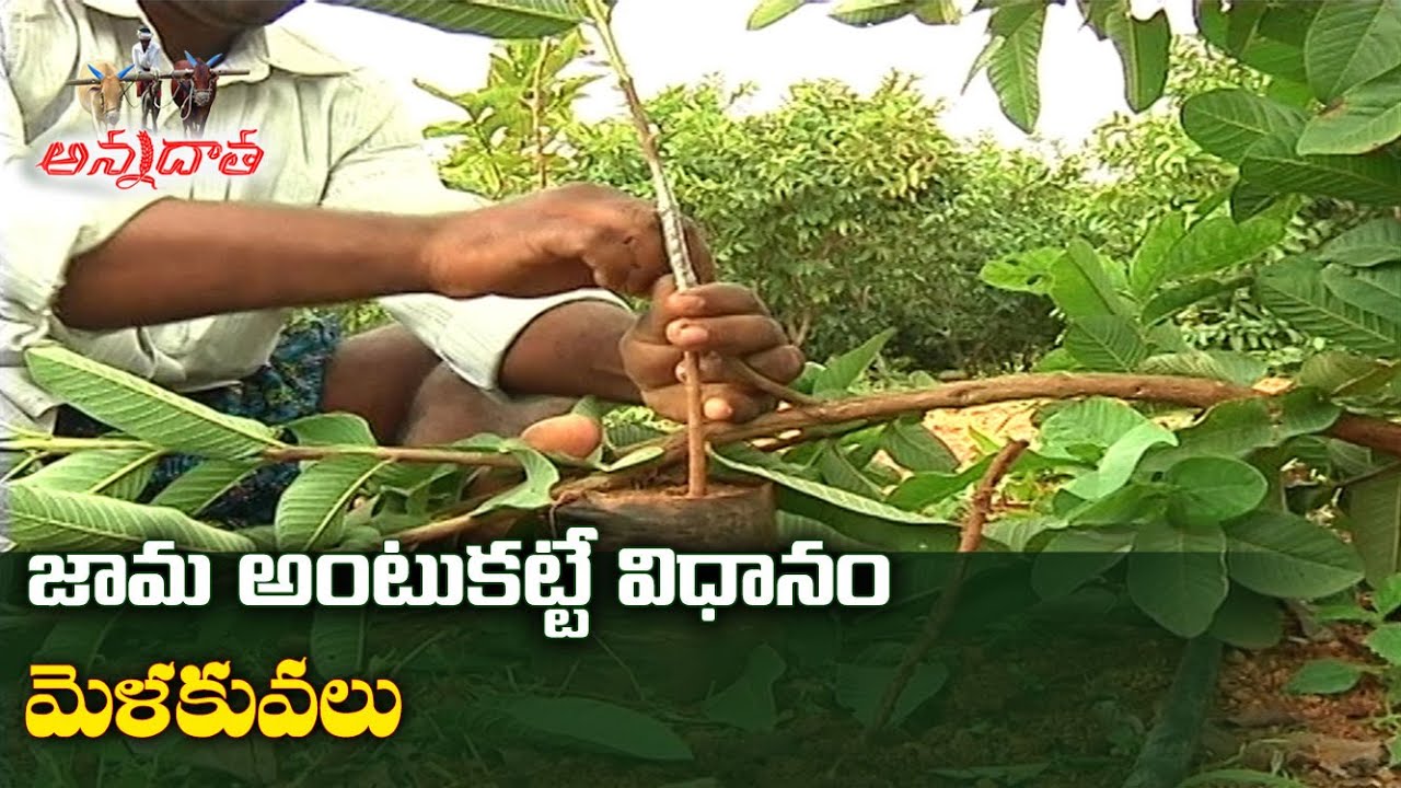 Grafting Techniques in Guava | Air Layering & Ground Layering | జామ అంటుకట్టే విధానం
