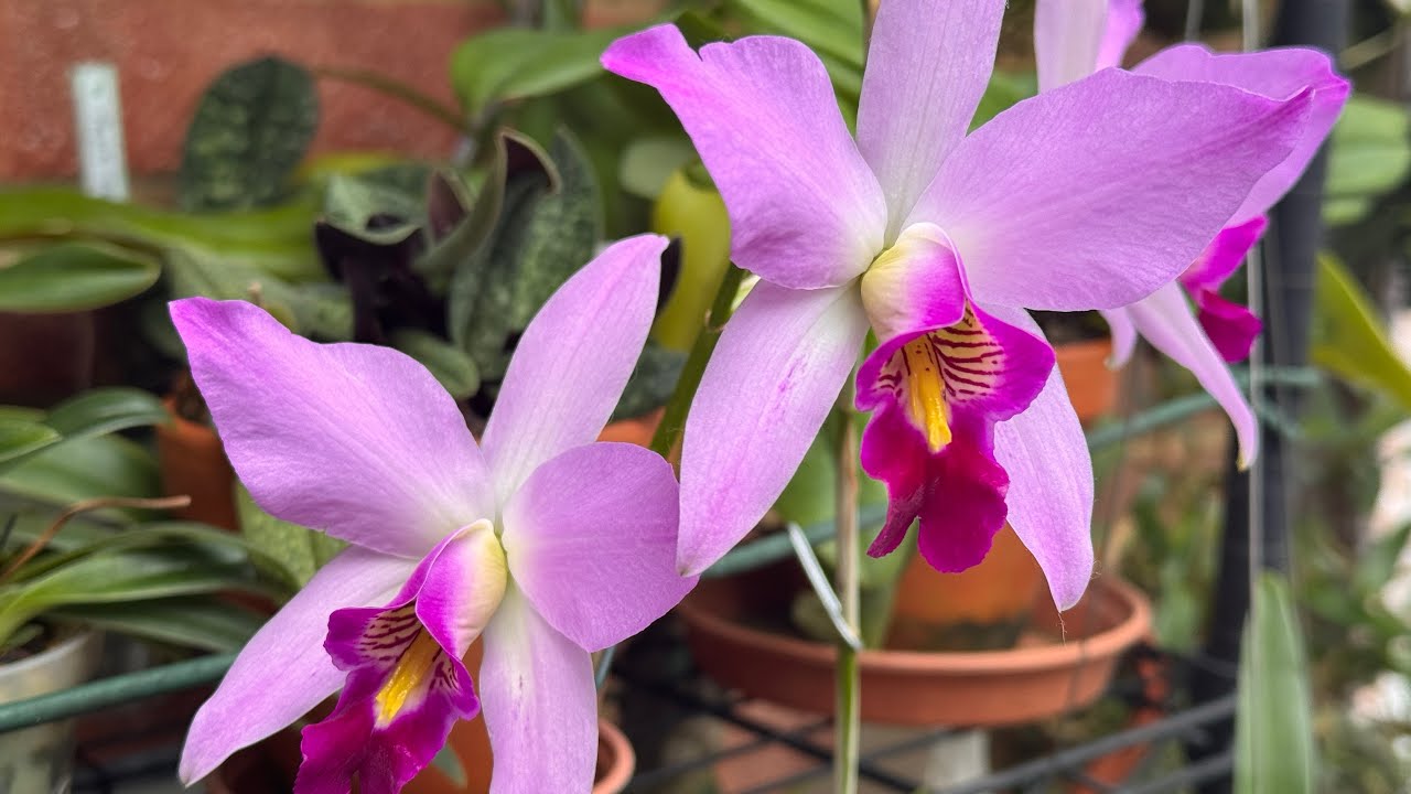 Цветение в теплице 🌼🌼🌼