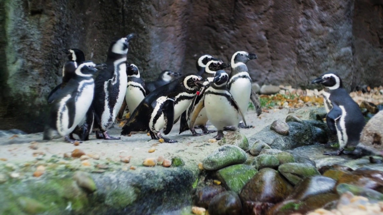 Explore the Jacksonville Zoo and Gardens