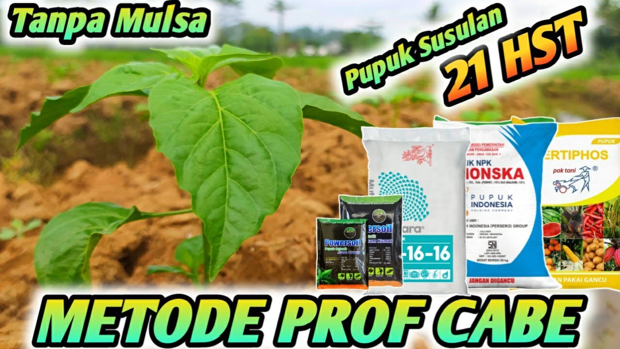 PUPUK SUSULAN CABE RAWIT KALIBER USIA 21 HARI - METODE PROFESOR CABE MAS UDIN